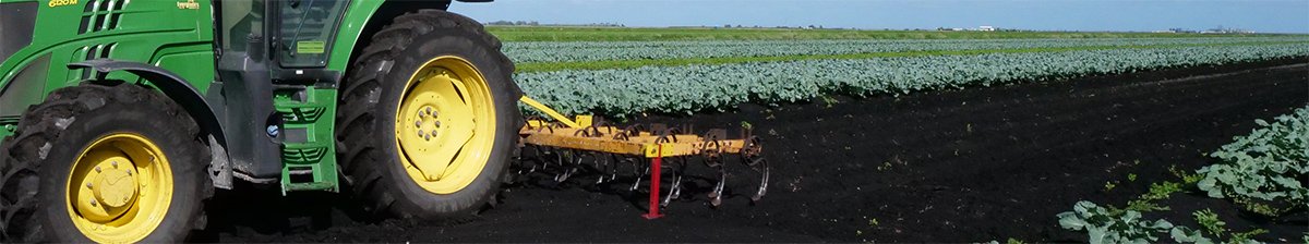P1422560_cabbage