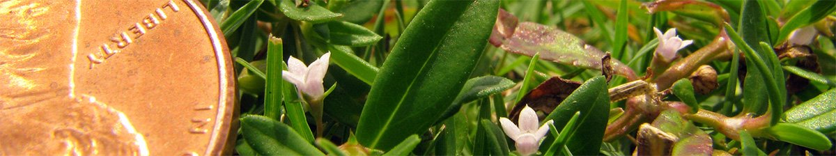diamondflower_IMG_2675_cropped