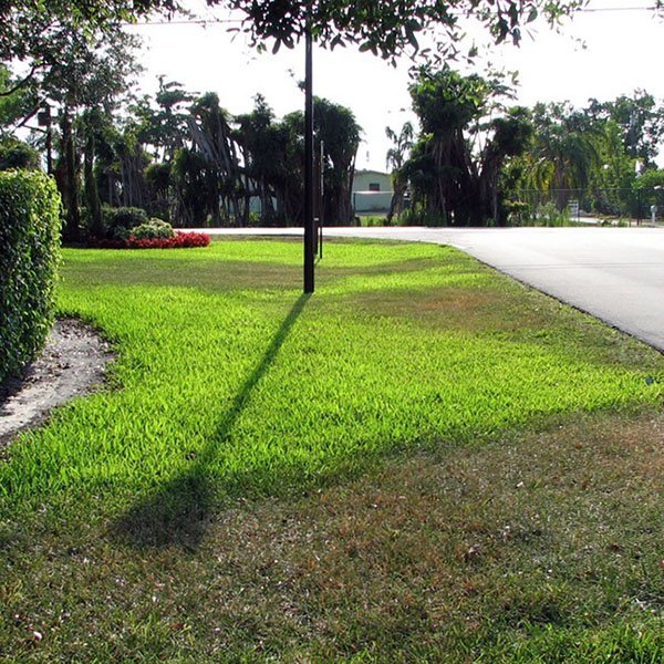Broward County condominium association (HOA) St. Augustinegrass lawn area with uneven wilt due to poor irrigation coverage