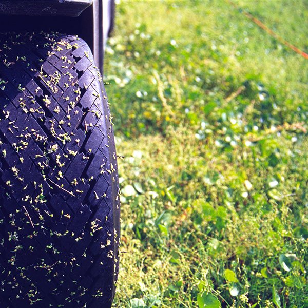 Weed seeds can disperse and reinfect, especially when they are helped around by animals or humans. A golf cart tire to which are stuck seeds of drymary, Drymaria cordata, a weed in turfgrass.