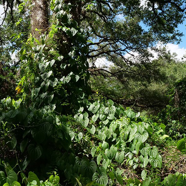 Weeds occur in many areas Weeds include these invasive heart-leaved vines growing a natural park area.