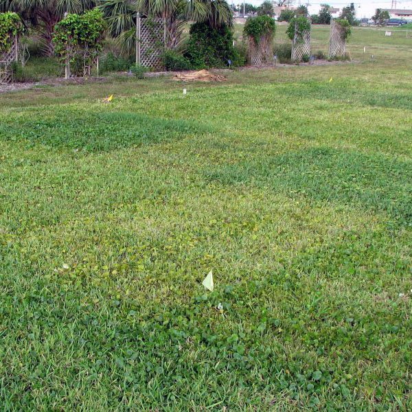 Cultural management and herbicides can be used to control weeds. Rectangular experimental plots show different colors and weeds densities depending on irrigation and herbicide.