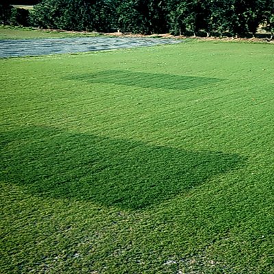 Bermudagrass dark green due to acid-forming nitrogen source which reduced soil pH thus increasing manganese availability in soil.