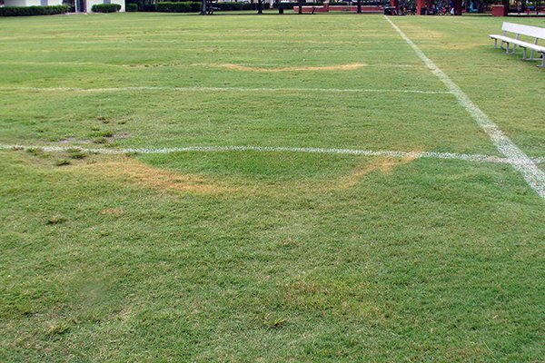 Crescent-shaped turf injury at the ends of spray passes caused by differential boom tip speed on the turns.