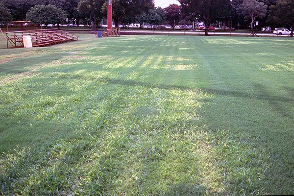 Bright whitish stripes of injured bermudagrass turf in an area sprayed by a boom set to low.